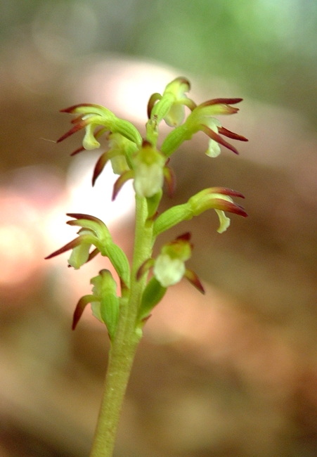 Corallorhiza trifida / Coralloriza